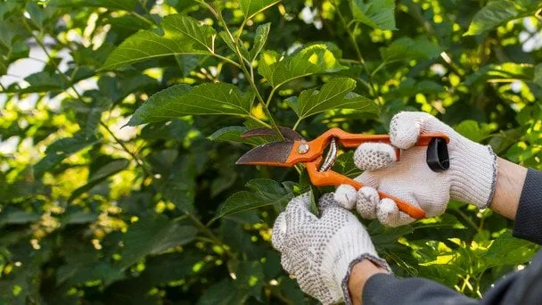 Обрізка саду до осені 2026: які рослини обрізати у серпні й вересні