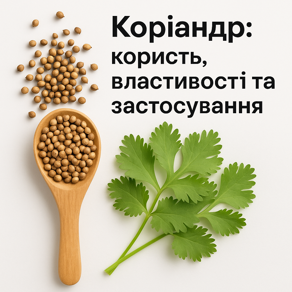 Коріандр: користь, властивості та застосування - image 1